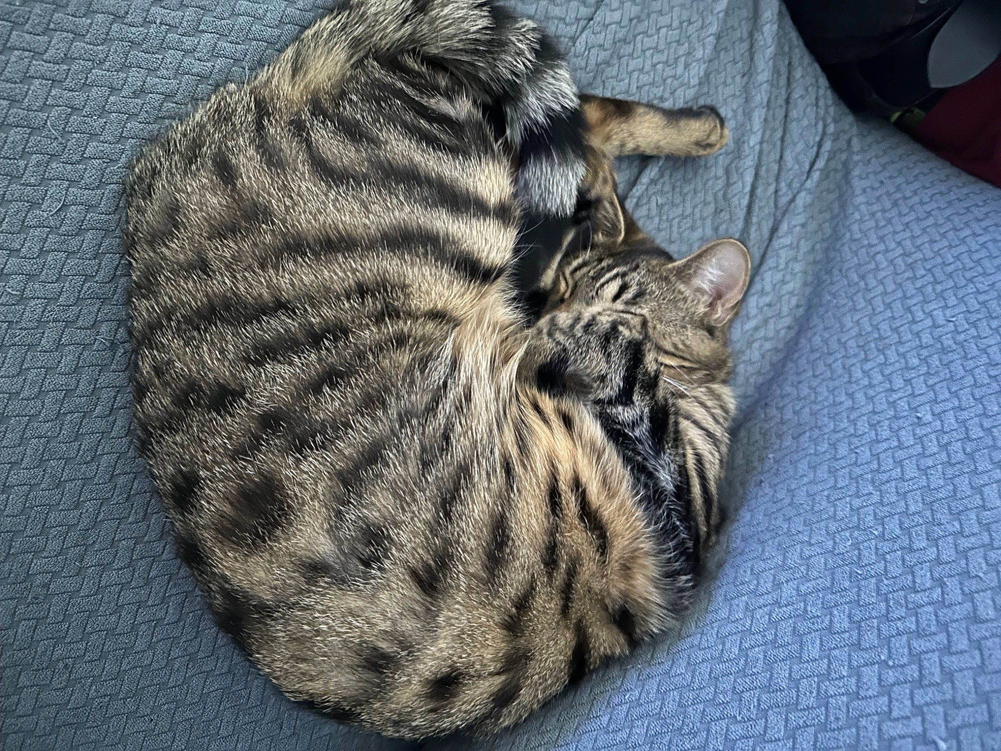 Fidji a rejoint le concours — aidez-le/la à gagner de superbes lots ! carnivore, cat, claw, comfort, domestic_short_haired_cat, felidae, fur, grey, pattern, paw, sleep, small_to_medium_sized_cats, snout, tail, terrestrial_animal, whiskers