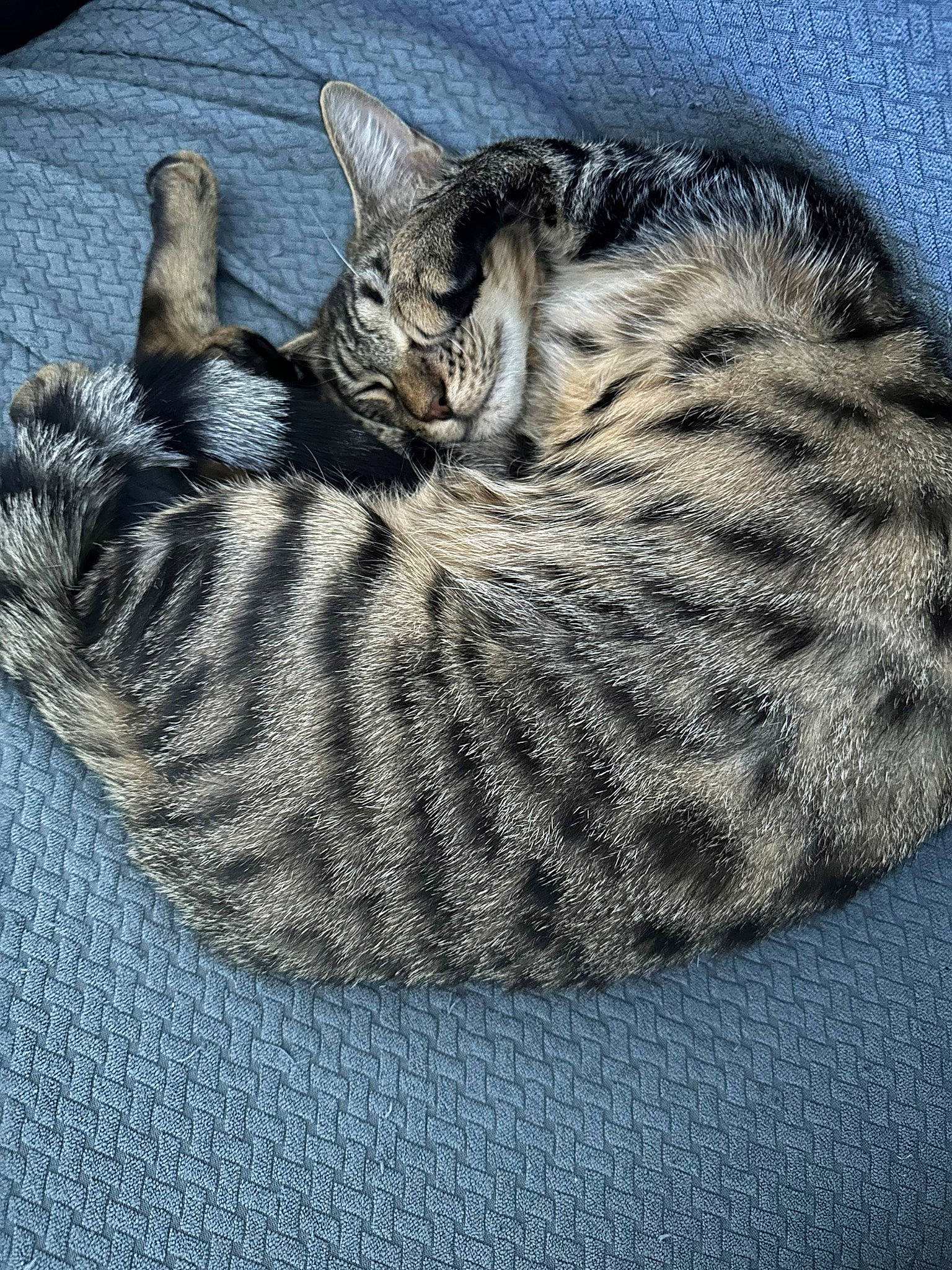 Fidji participe au concours pour gagner de l'argent avec cette photo : carnivore, cat, cat_bed, claw, comfort, domestic_short_haired_cat, felidae, fur, grey, paw, small_to_medium_sized_cats, snout, tail, terrestrial_animal, whiskers, wildlife