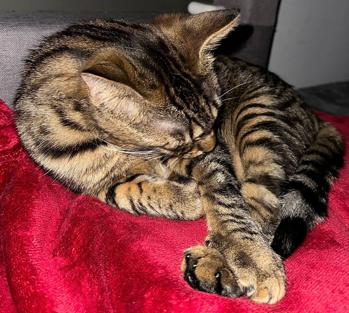 Fidji participe au concours pour gagner de l'argent avec cette photo : carnivore, cat, claw, comfort, domestic_short_haired_cat, ear, eye, felidae, foot, fur, leg, nap, paw, sleep, small_to_medium_sized_cats, snout, tail, terrestrial_animal, whiskers, wildlife