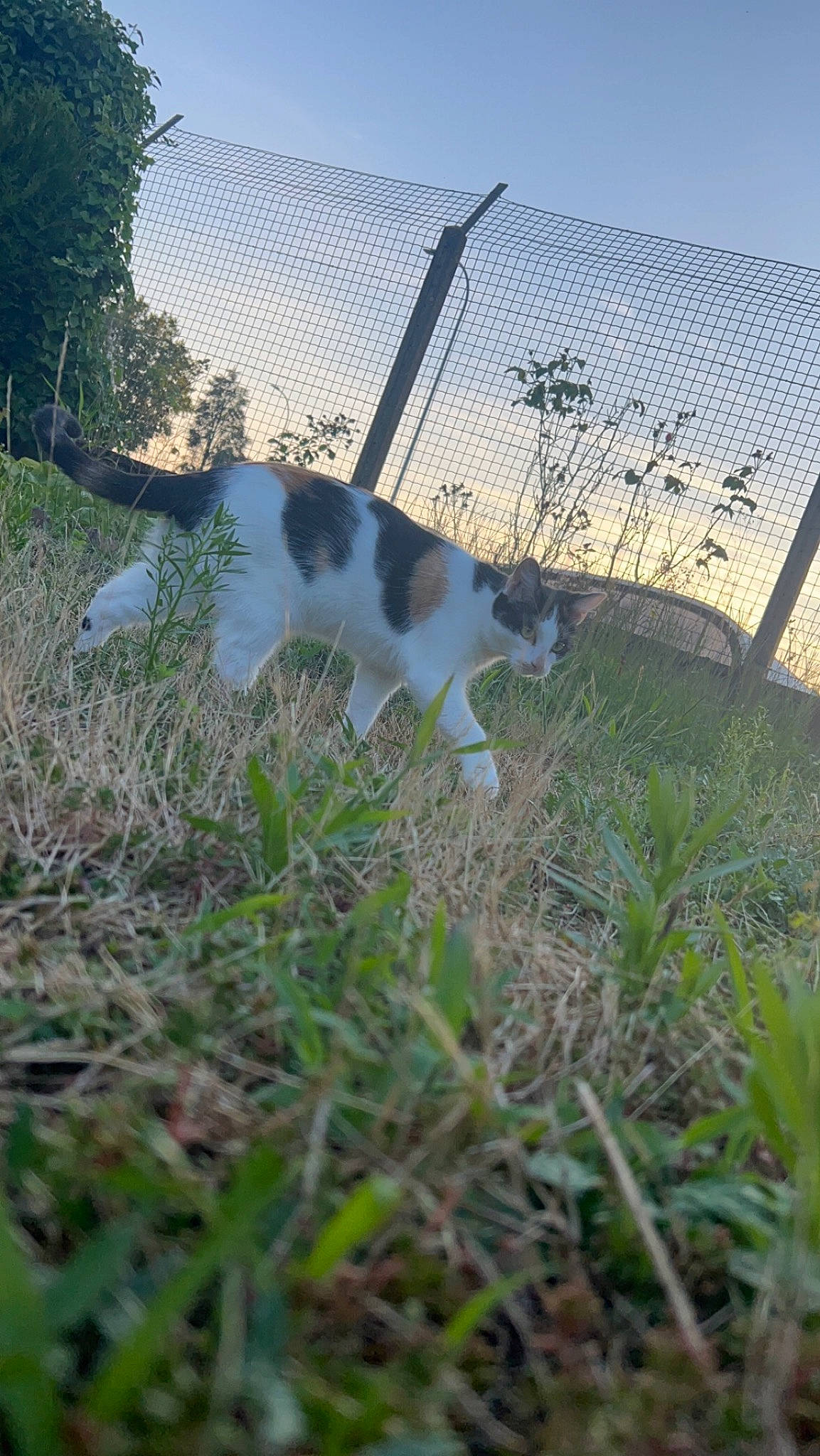 Tara participe au concours pour gagner de l'argent avec cette photo : carnivore, cat, chain_link_fencing, fawn, felidae, fence, grass, grassland, home_fencing, landscape, mesh, plant, sky, small_to_medium_sized_cats, sporting_group, sunlight, tail, tree, wire_fencing, wood
