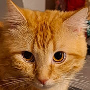 Nuggets participe au concours pour gagner de l'argent avec cette photo : animal, cat, close_up, curious, cute, domestic_cat, ears, eyes, face, feline, fur, indoor, looking, mammal, orange_tabby, pet, portrait, soft_light, whiskers, young_cat
