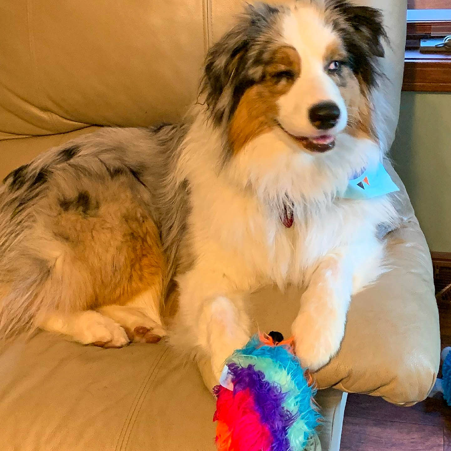 Baker joined the competition — help win amazing prizes! canidae, carnivore, collie, comfort, companion_dog, couch, dog, dog_breed, dog_supply, flooring, fur, happy, herding_dog, paw, pet_supply, scotch_collie, shelf, shetland_sheepdog, snout, sporting_group