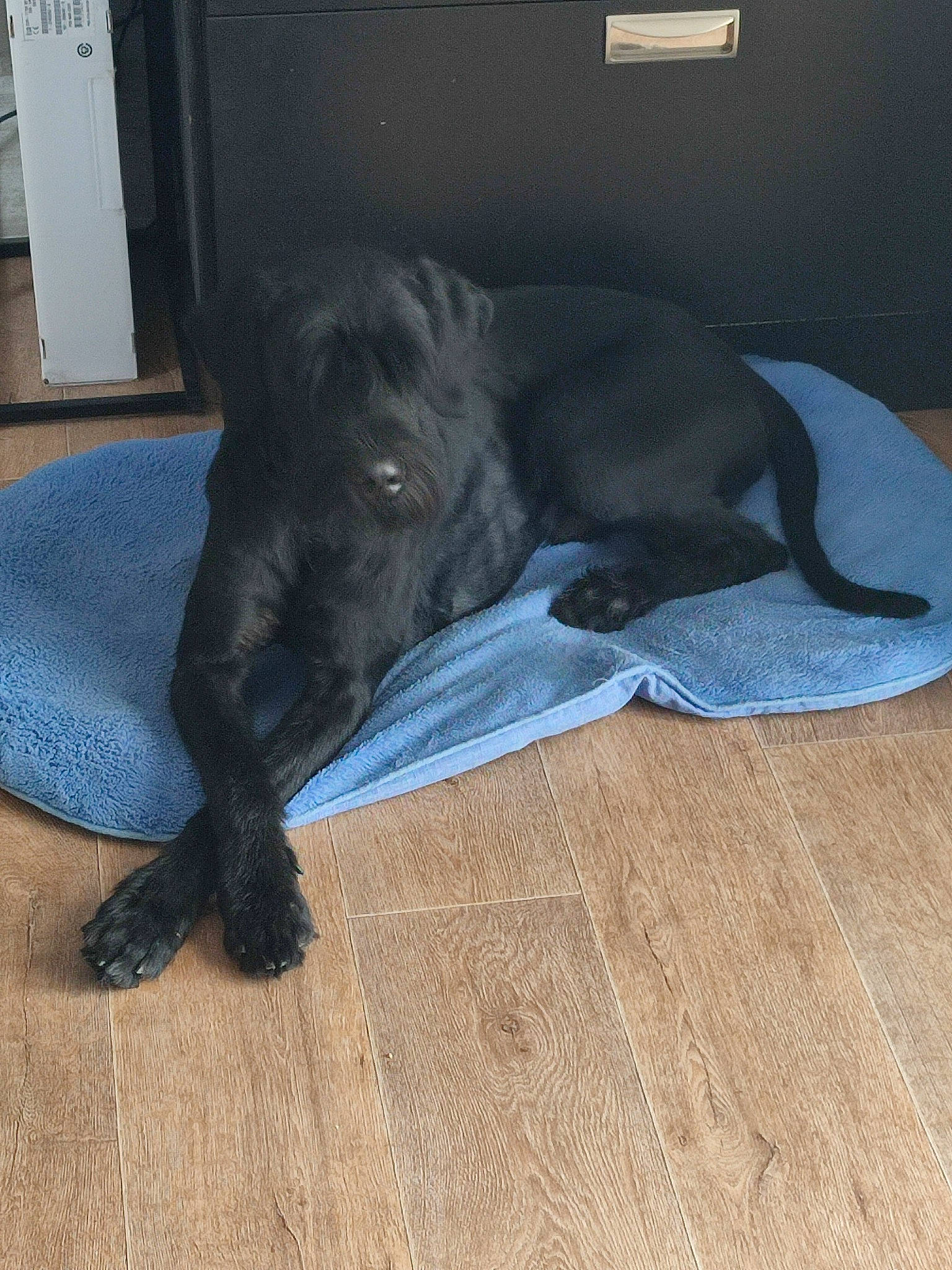 Socrate participe au concours pour gagner de l'argent avec cette photo : borador, carnivore, comfort, companion_dog, dog, dog_breed, floor, flooring, fur, grey, guard_dog, hardwood, laminate_flooring, liver, sporting_group, tail, terrestrial_animal, wood, wood_flooring, working_animal