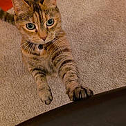 Miley is registered to the contest to win money with this photo: cat, tabby_cat, pet, indoor, carpet, paw, reaching_paw, whiskers, green_eyes, collar, bell, fur, close_up, looking_up, playful, furniture, upholstery, floor, portrait, domestic_cat