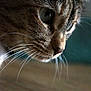 Miley is registered to the contest to win money with this photo: cat, close_up, whiskers, eye, fur, portrait, pet, domestic_cat, muzzle, nose, profile, macro, feline, animal, indoor, shallow_depth_of_field, sharp_detail, background_blur, curious, soft_lighting