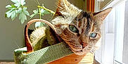 Miley joined the competition — help win amazing prizes! cat, basket, window, sunlight, plant, indoor, green_leaf, eyes, cozy, pet, fur, wooden, table, woven, basket_handle, shadow, bright, nap, portrait, whiskers