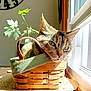 cat, basket, window, sunlight, plant, indoor, green_leaf, eyes, cozy, pet, fur, wooden, table, woven, basket_handle, shadow, bright, nap, portrait, whiskers