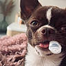 dog, boston_terrier, puppy, pet, animal, portrait, close_up, brown_and_white, tuxedo_pattern, floppy_ear, upright_ear, pacifier, sitting, indoors, cozy, blanket, home, cute, funny, face