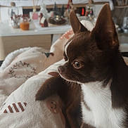 Milo a rejoint le concours — aidez-le/la à gagner de superbes lots ! dog, chihuahua, small_dog, brown_and_white, puppy, sitting, indoors, blanket, cozy, portrait, pet, animal, pointed_ears, short_hair, white_chest, brown_fur, living_room, home_decor, television, festive_decorations