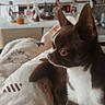 dog, chihuahua, small_dog, brown_and_white, puppy, sitting, indoors, blanket, cozy, portrait, pet, animal, pointed_ears, short_hair, white_chest, brown_fur, living_room, home_decor, television, festive_decorations
