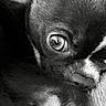 dog, close_up, black_and_white, monochrome, portrait, eye, fur, floppy_ears, nose, muzzle, pet, animal, indoors, blanket, cozy, dramatic_lighting, photography, staring, facial_expression, companion