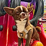 dog, chihuahua, small_dog, puppy, brown_and_white, animal, pet, harness, sitting, portrait, face, ears, short_hair, red_ride, amusement_park, colorful, outdoor, travel, serious_expression, roller_coaster