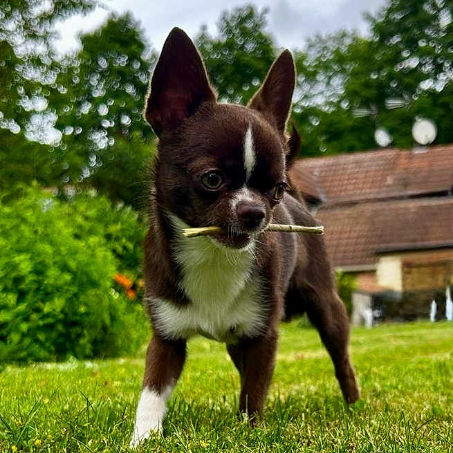 Milo