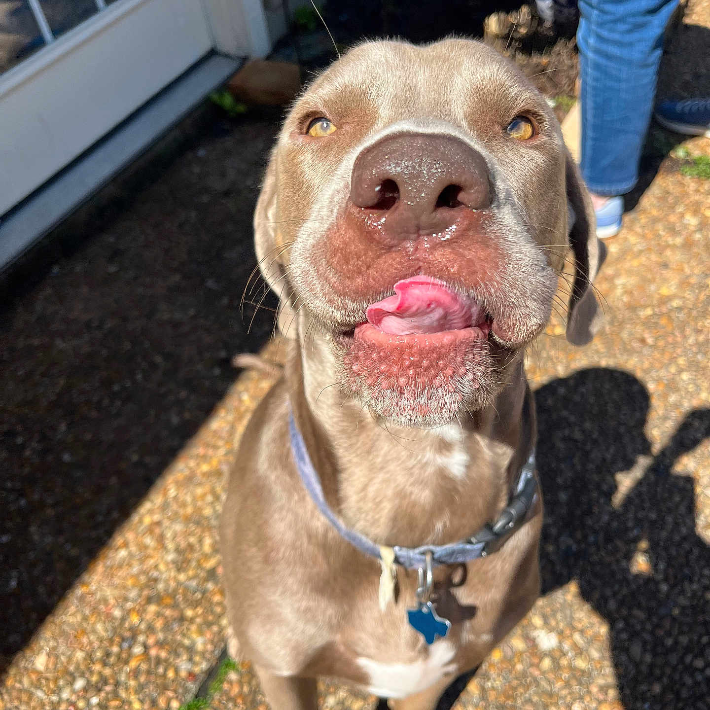 Duke joined the competition — help win amazing prizes! animal, brown_dog, canine, close_up, collar, dog, door, happy, jeans, light, outdoor, pebbled_path, person, pet, pet_tag, playful, shadow, sneakers, sunlight, tongue