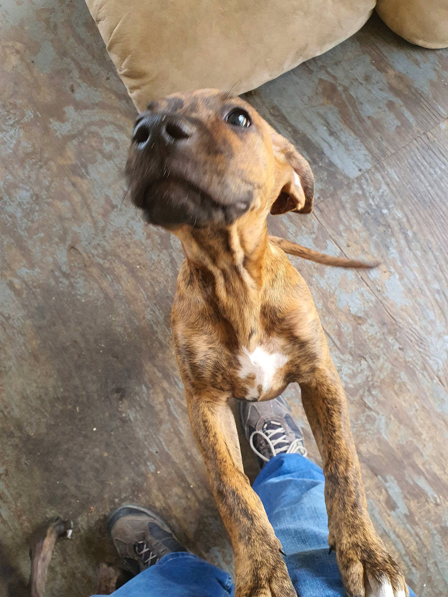 Nova joined the competition — help win amazing prizes! art, canidae, carnivore, collar, companion_dog, dog, dog_breed, fawn, flooring, fur, hardwood, liver, snout, sporting_group, street_dog, terrestrial_animal, whiskers, wildlife, wood, working_animal