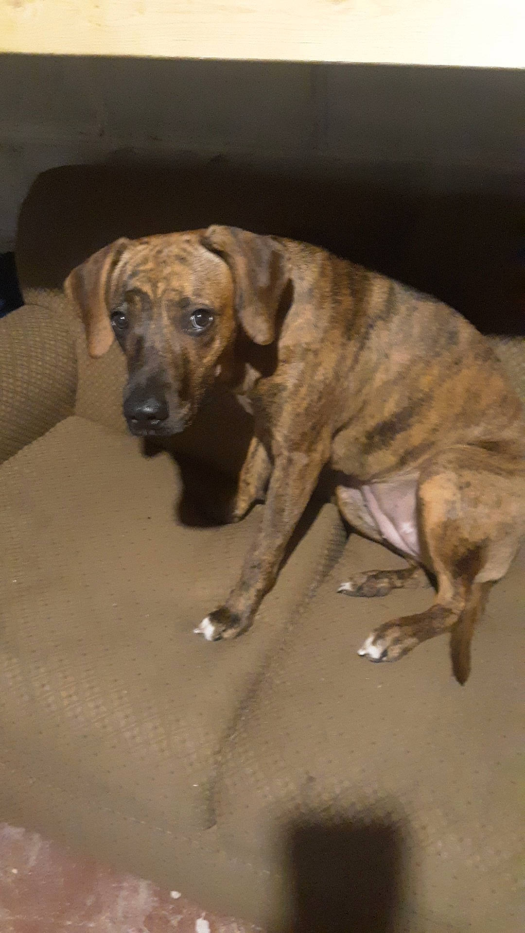 Nova is registered to the contest to win money with this photo: biting, canidae, carnivore, companion_dog, dog, dog_breed, fawn, guard_dog, hound, hunting_dog, liver, pet_supply, plott_hound, snout, sporting_group, terrestrial_animal, treeing_tennessee_brindle, working_animal, working_dog