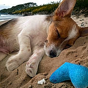 Mimiche a rejoint le concours — aidez-le/la à gagner de superbes lots ! puppy, dog, sleeping, beach, sand, toy, blue_toy, close_up, outdoor, nature, animal, fur, peaceful, relaxation, summer, coast, quiet, rest, young_dog, cute