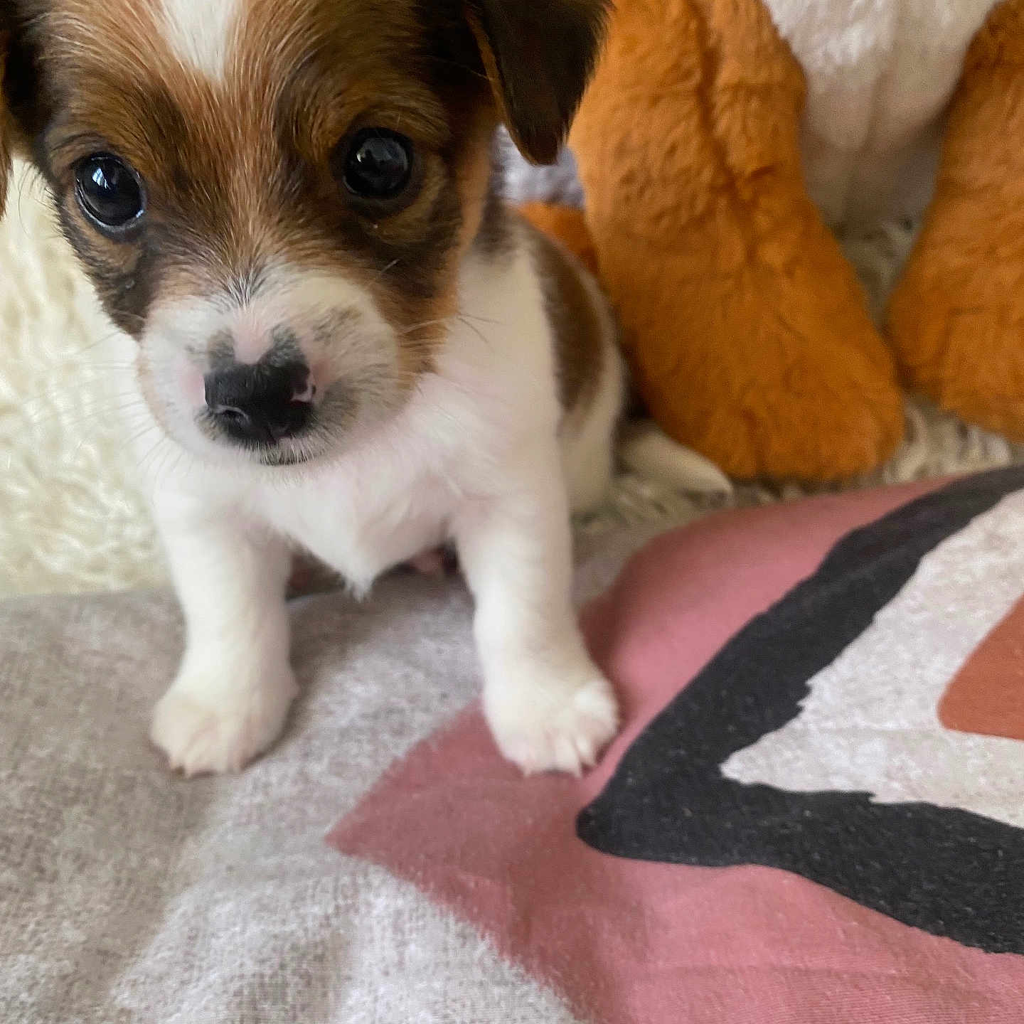 Mimiche a rejoint le concours — aidez-le/la à gagner de superbes lots ! adorable, animal, blanket, brown_and_white, close_up, cuddly, cute, dog, eyes, fur, indoor, nose, paw, pet, puppy, small, soft, stuffed_animal, toy, young
