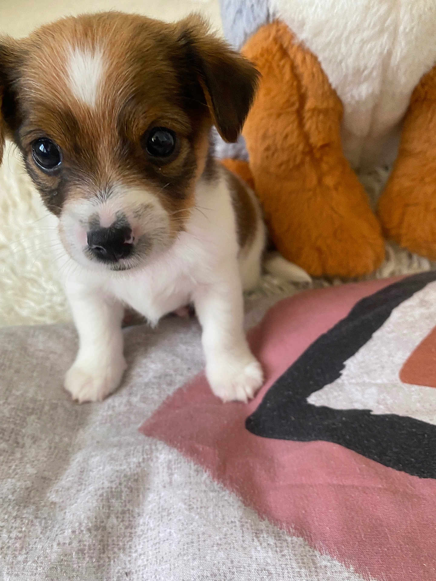 Mimiche a rejoint le concours — aidez-le/la à gagner de superbes lots ! puppy, dog, cute, small, brown_and_white, blanket, stuffed_animal, toy, indoor, pet, fur, animal, close_up, young, adorable, soft, eyes, nose, paw, cuddly