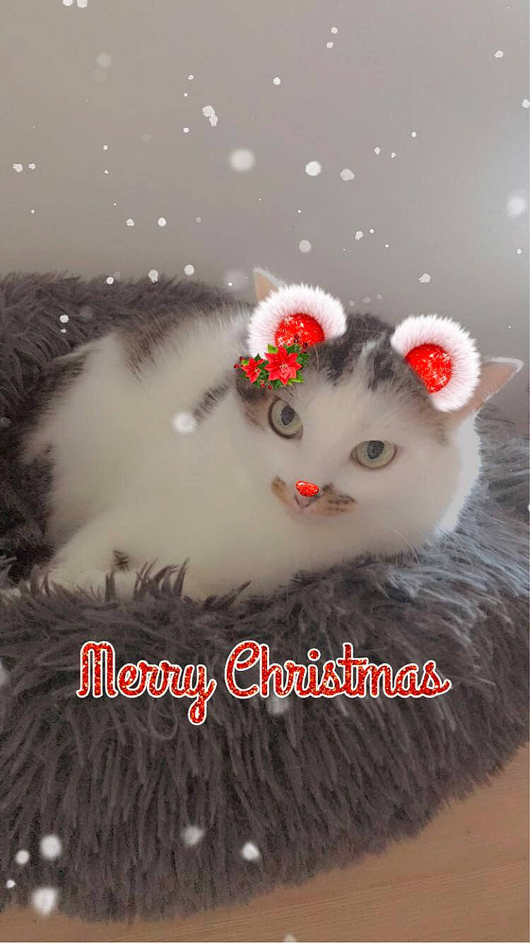 Perle a rejoint le concours — aidez-le/la à gagner de superbes lots ! carnivore, cat, collar, felidae, fur, internet_meme, iris, photo_caption, small_to_medium_sized_cats, snout, vertebrate, whiskers