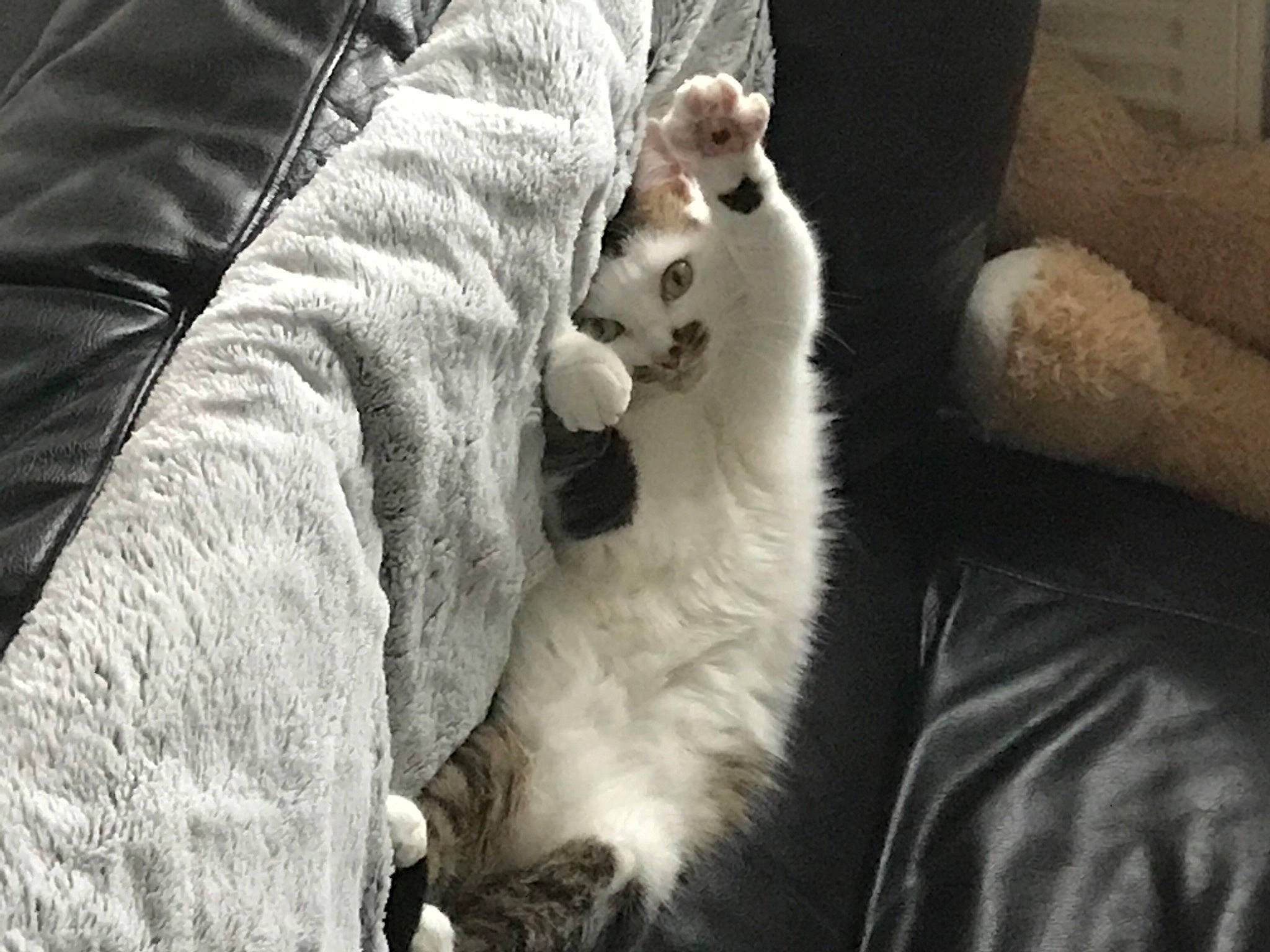 Perle a rejoint le concours — aidez-le/la à gagner de superbes lots ! carnivore, cat, comfort, couch, felidae, fur, living_room, slipcover, small_to_medium_sized_cats, tail, terrestrial_animal, turkish_angora, vertebrate, whiskers