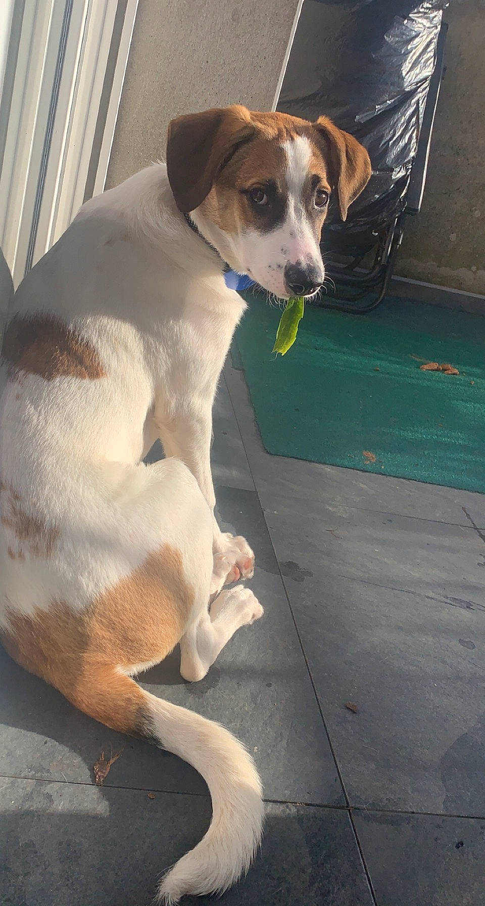 Saya a rejoint le concours — aidez-le/la à gagner de superbes lots ! beaglier, canidae, carnivore, collar, companion_dog, dog, dog_breed, dog_collar, fawn, non_sporting_group, paw, pet_supply, road_surface, snout, sporting_group, tail, vehicle_door, whiskers, working_animal, working_dog