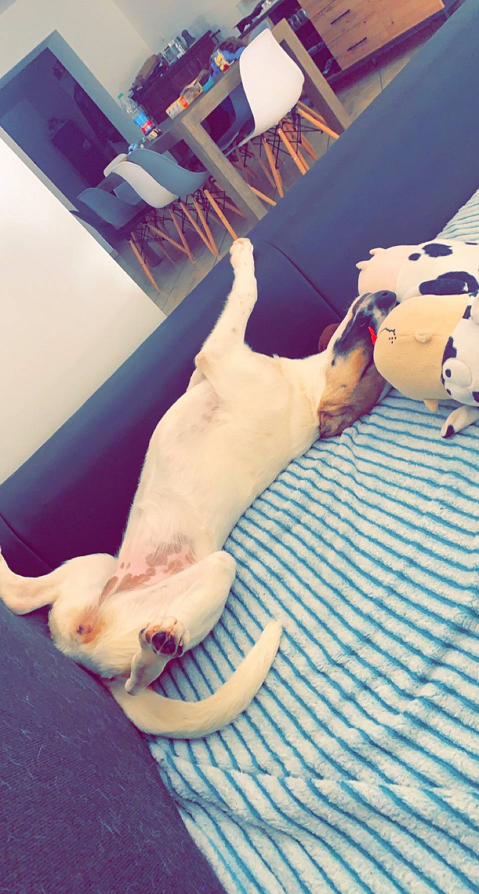 Saya participe au concours pour gagner de l'argent avec cette photo : carnivore, cat, cloud, comfort, companion_dog, couch, dog, dog_breed, fawn, felidae, flooring, linens, mammal, paw, small_to_medium_sized_cats, snout, sporting_group, tail, whiskers, wood