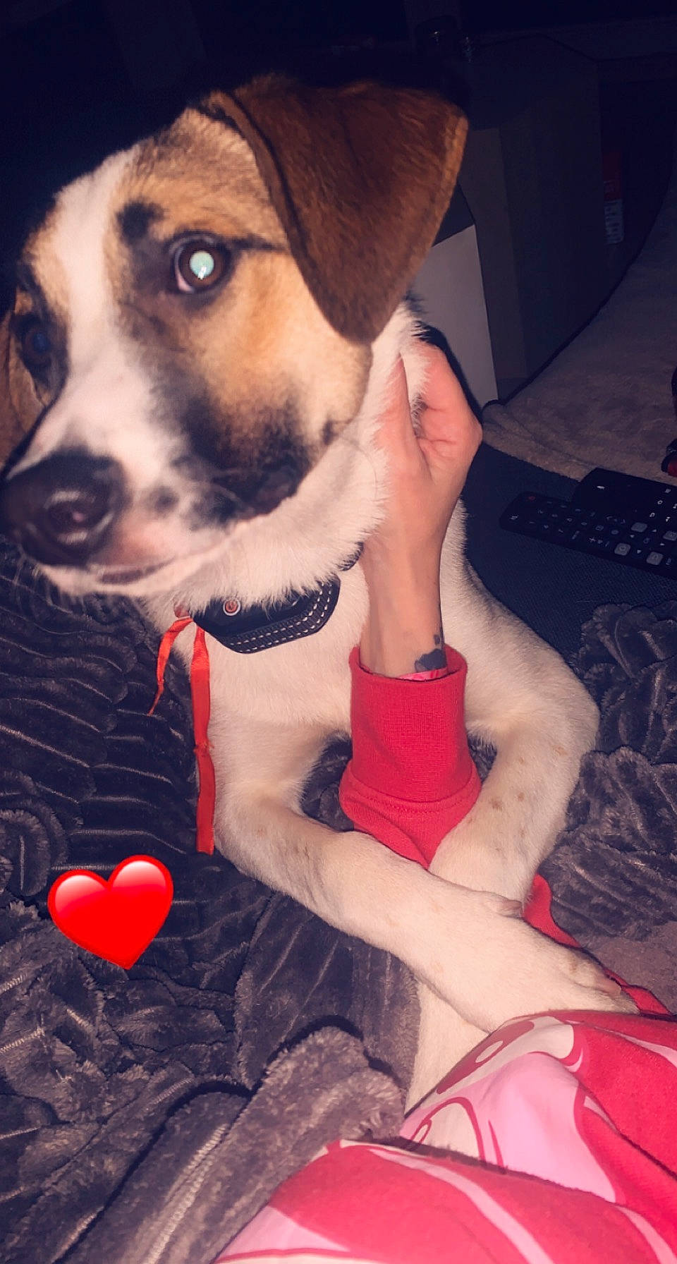 Saya a rejoint le concours — aidez-le/la à gagner de superbes lots ! canidae, carmine, carnivore, collar, companion_dog, dog, dog_breed, dog_clothes, dog_collar, dog_supply, fawn, fur, gesture, happy, human_leg, snout, sporting_group, thigh, whiskers, working_animal