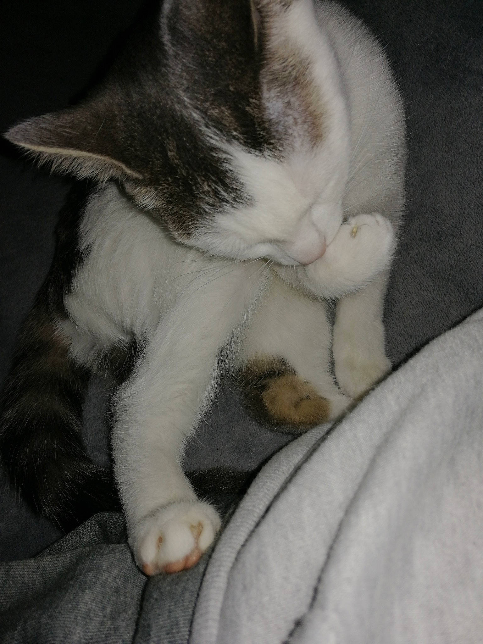 Plume participe au concours pour gagner de l'argent avec cette photo : aegean_cat, american_wirehair, asian, carnivore, cat, claw, domestic_short_haired_cat, felidae, fur, kitten, nap, paw, polydactyl_cat, sleep, small_to_medium_sized_cats, tail, whiskers