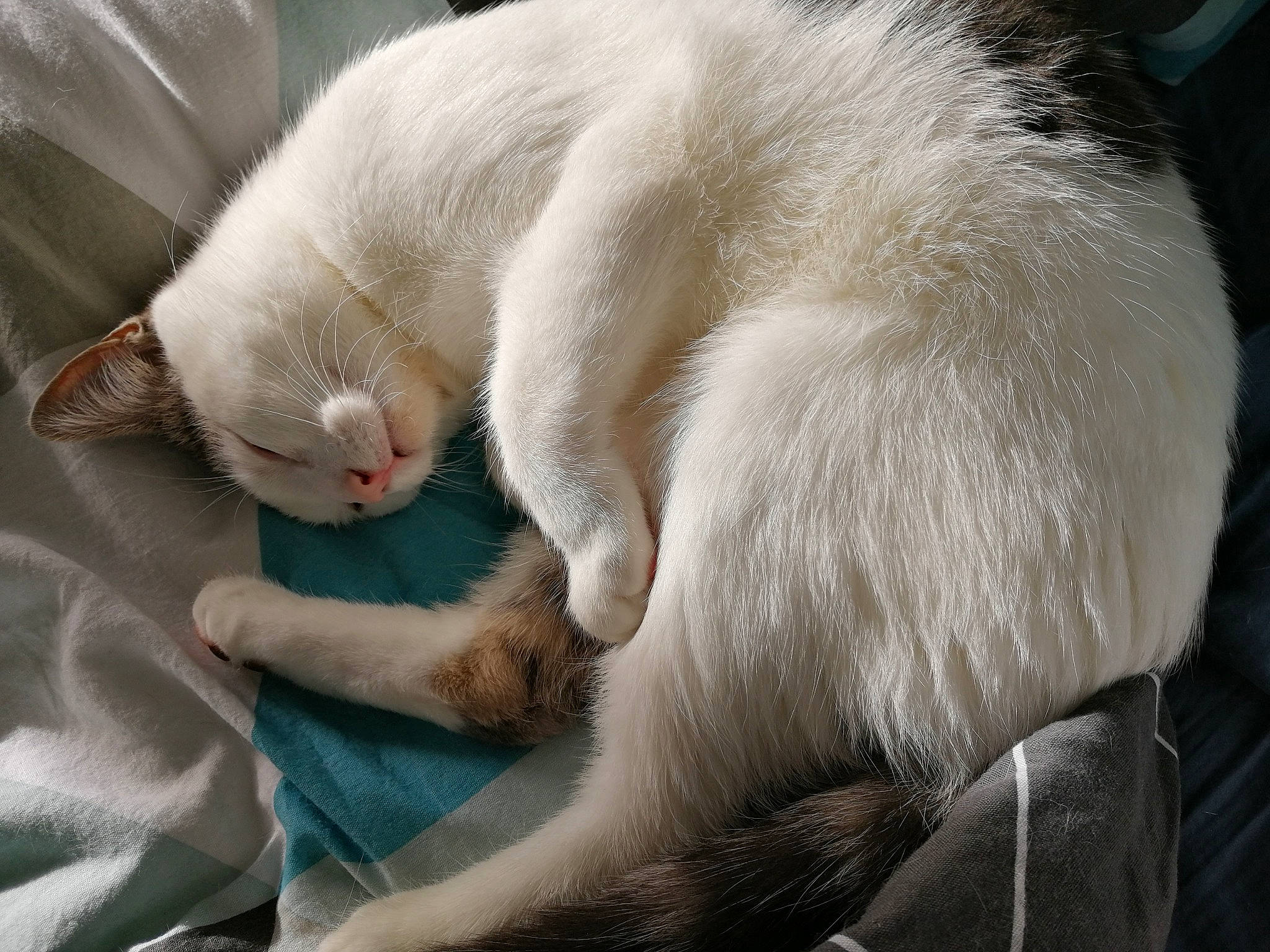 Plume participe au concours pour gagner de l'argent avec cette photo : aegean_cat, asian, burmilla, carnivore, cat, colorpoint_shorthair, felidae, fur, javanese, khao_manee, nap, sleep, small_to_medium_sized_cats, snout, tail, turkish_angora, turkish_van, whiskers