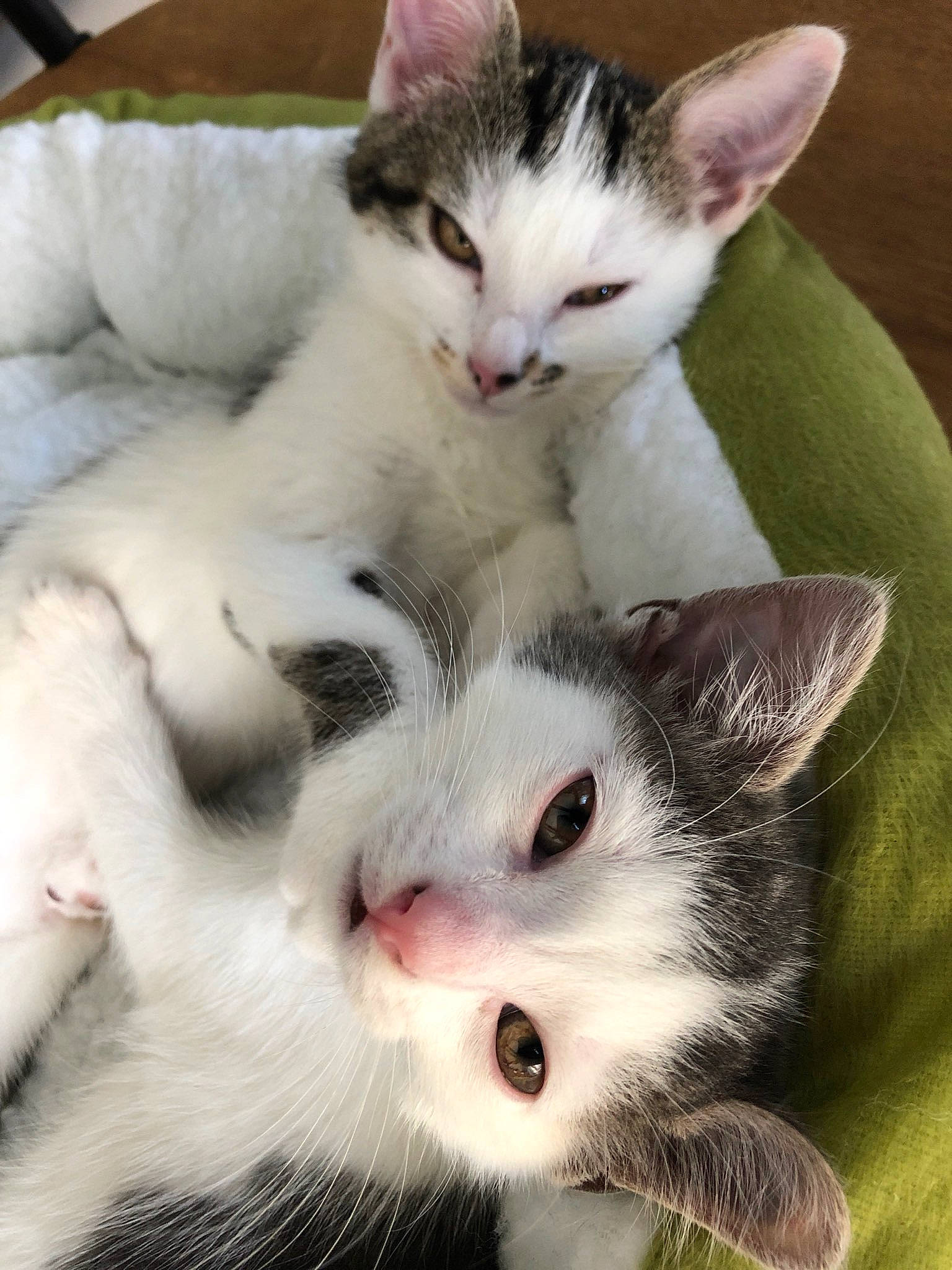 Plume participe au concours pour gagner de l'argent avec cette photo : aegean_cat, american_shorthair, american_wirehair, asian, carnivore, cat, domestic_short_haired_cat, european_shorthair, felidae, kitten, mammal, polydactyl_cat, small_to_medium_sized_cats, turkish_van, vertebrate, whiskers