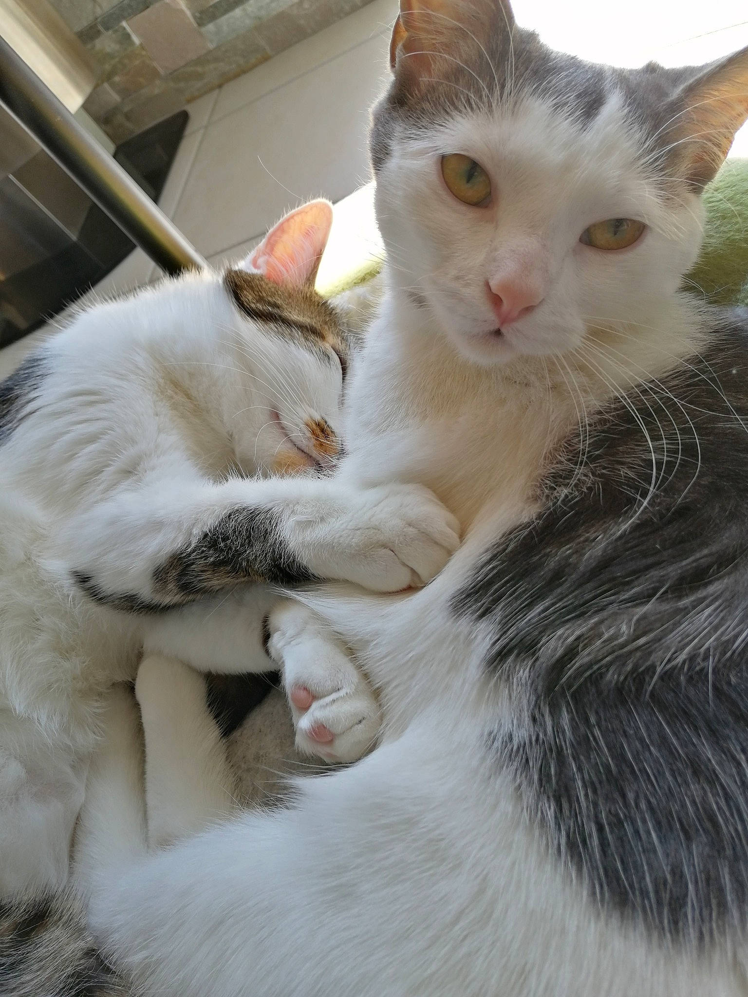 Plume a rejoint le concours — aidez-le/la à gagner de superbes lots ! aegean_cat, arabian_mau, asian, burmilla, carnivore, cat, domestic_short_haired_cat, ear, felidae, javanese, khao_manee, kitten, mammal, oriental_longhair, polydactyl_cat, small_to_medium_sized_cats, turkish_angora, turkish_van, vertebrate, whiskers