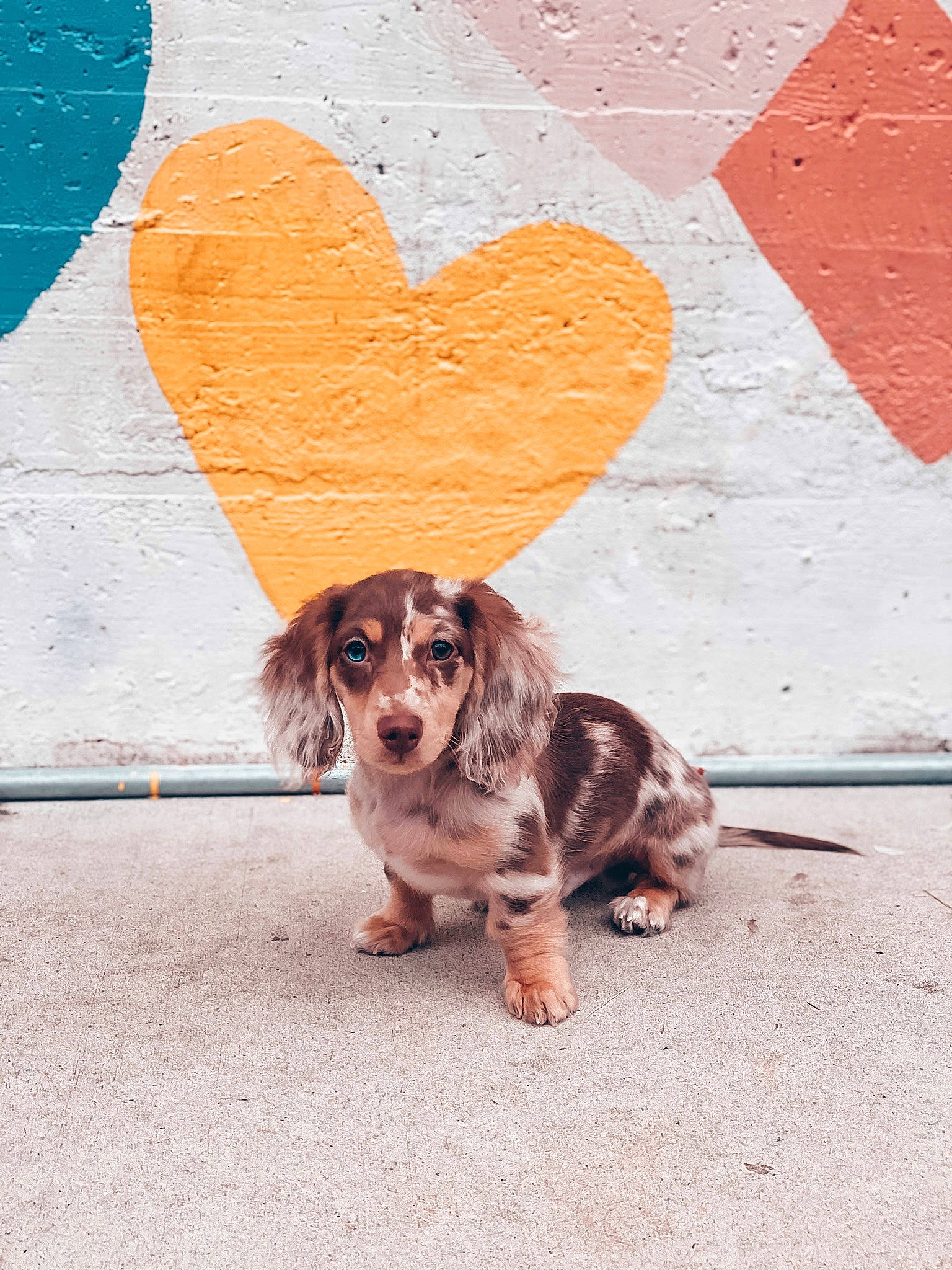 Oakley is registered to the contest to win money with this photo: canidae, carnivore, dachshund, dog, dog_breed, puppy, sporting_group