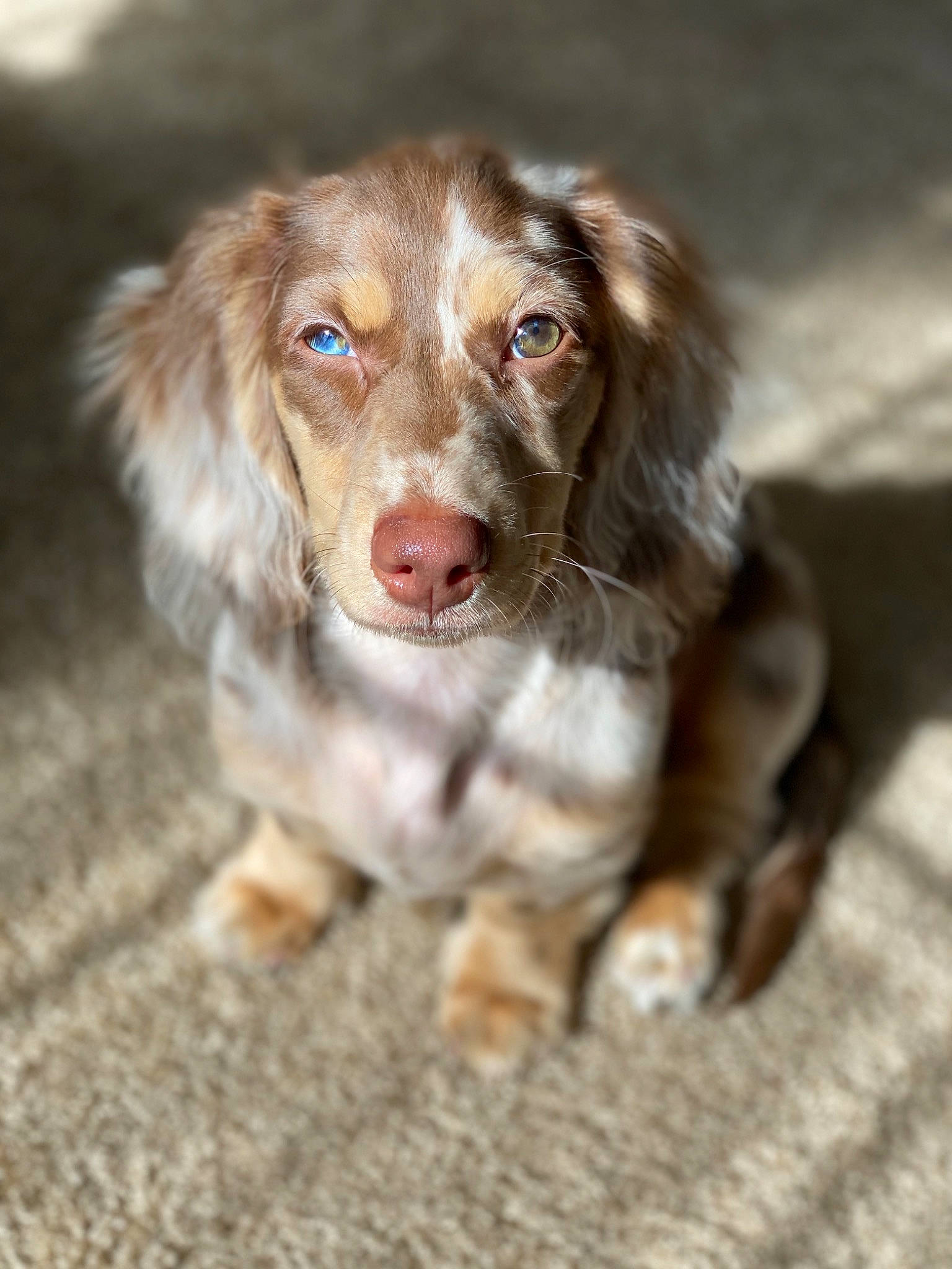 Oakley is registered to the contest to win money with this photo: canidae, carnivore, companion_dog, dachshund, dog, dog_breed, fawn, liver, mammal, nose, puppy, rare_breed_dog, snout, sporting_group, vertebrate, weimaraner