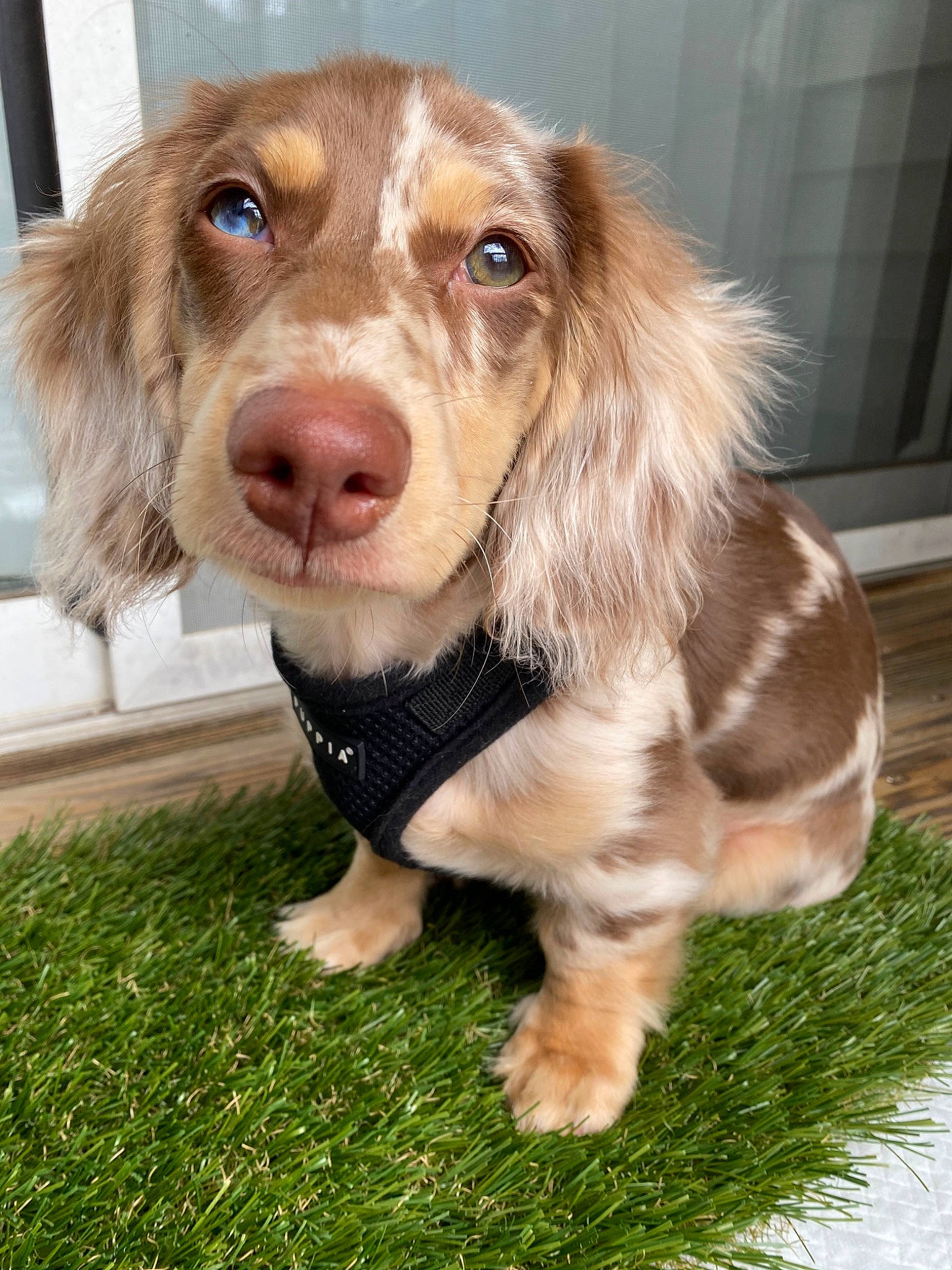 Oakley is registered to the contest to win money with this photo: canidae, carnivore, cocker_spaniel, companion_dog, dog, dog_breed, fawn, german_longhaired_pointer, grass, liver, mammal, nova_scotia_duck_tolling_retriever, rare_breed_dog, retriever, snout, spaniel, sporting_group, sussex_spaniel, vertebrate