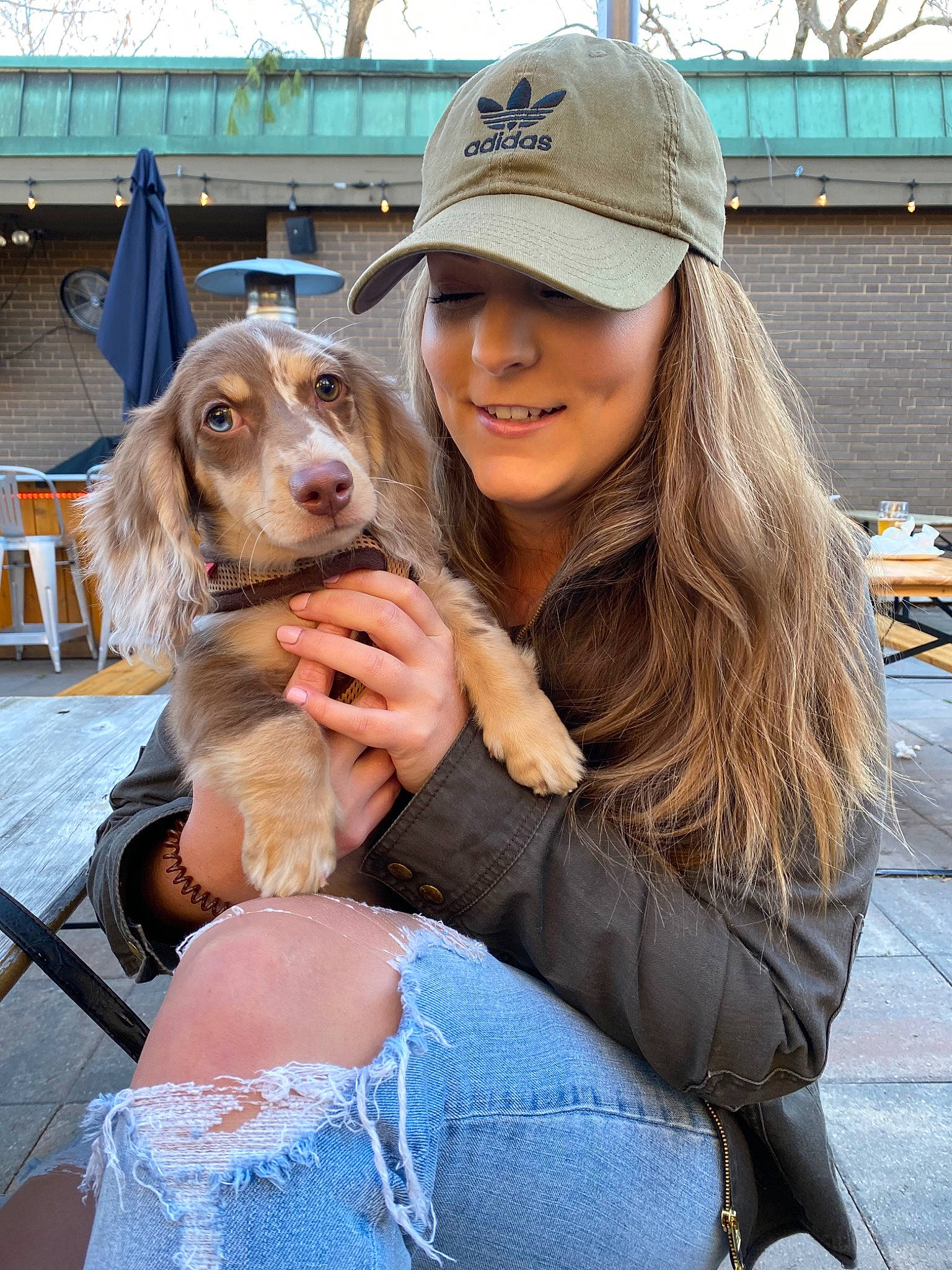 Oakley joined the competition — help win amazing prizes! canidae, carnivore, cocker_spaniel, companion_dog, dog, dog_breed, english_cocker_spaniel, fawn, german_spaniel, hunting_dog, mammal, sporting_group