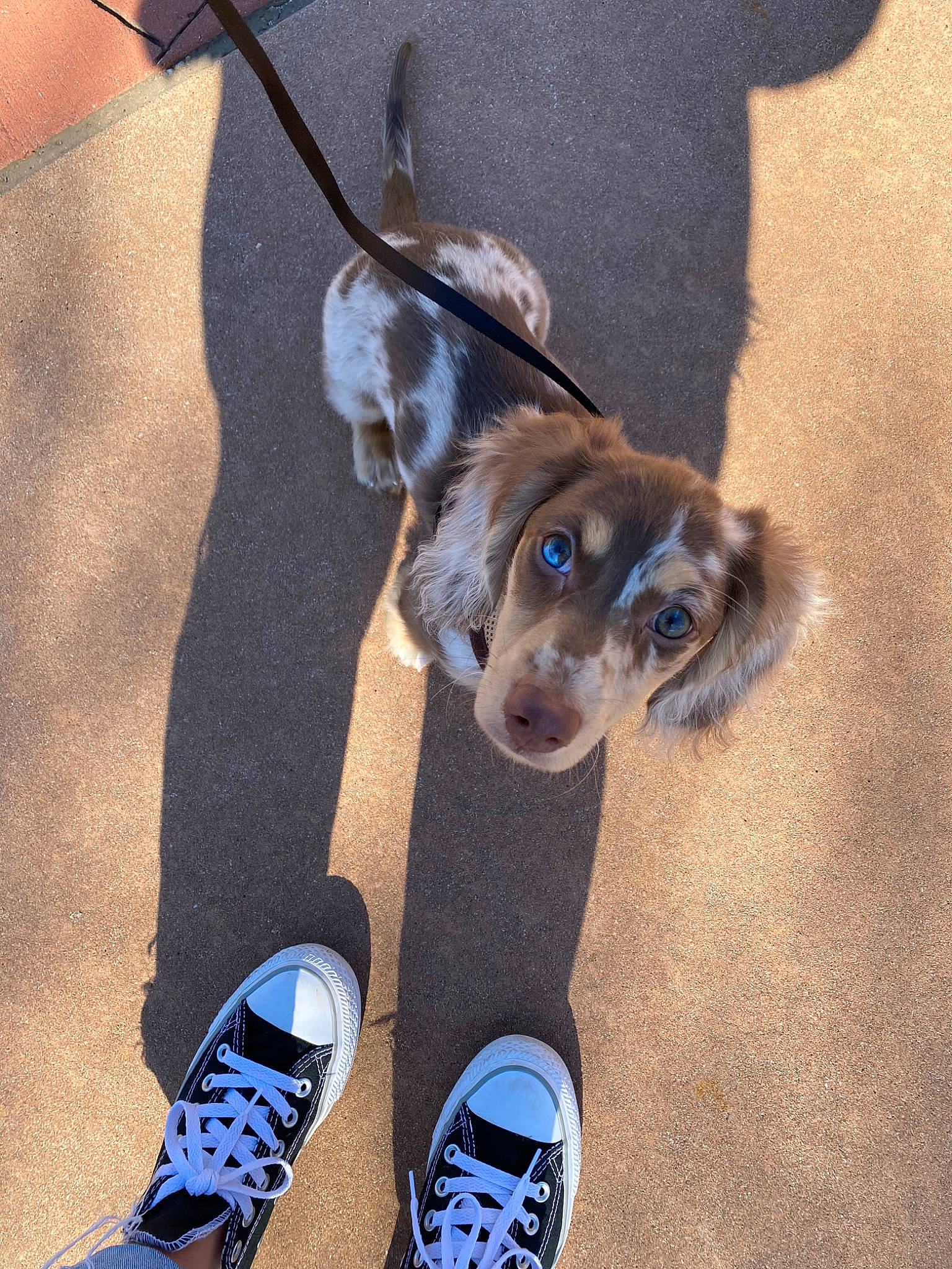 Oakley joined the competition — help win amazing prizes! canidae, carnivore, companion_dog, dog, dog_breed, fawn, footwear, fur, leash, paw, puppy, shoe, snout, sporting_group