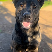 Bubba is registered to the contest to win money with this photo: dog, canine, pet, animal, outdoor, sunlight, smiling, ears, fur, friendly, portrait, nature, grass, happy, closeup, brown_eyes, muzzle, sitting, daytime, background_blur