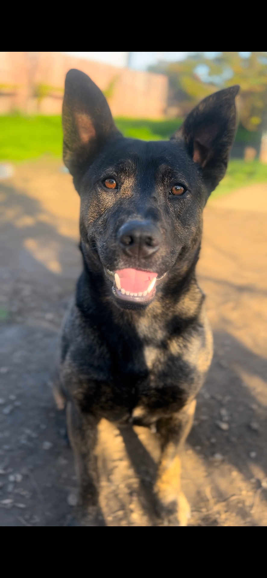 Bubba is registered to the contest to win money with this photo: dog, canine, pet, animal, outdoor, sunlight, smiling, ears, fur, friendly, portrait, nature, grass, happy, closeup, brown_eyes, muzzle, sitting, daytime, background_blur
