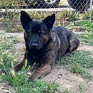 Cisco is registered to the contest to win money with this photo: dog, brindle, canine, outdoor, grass, dirt, fence, vehicle, pet, animal, ears, lying_down, nature, yard, chain_link_fence, quiet, daytime, muzzle, resting, watchful