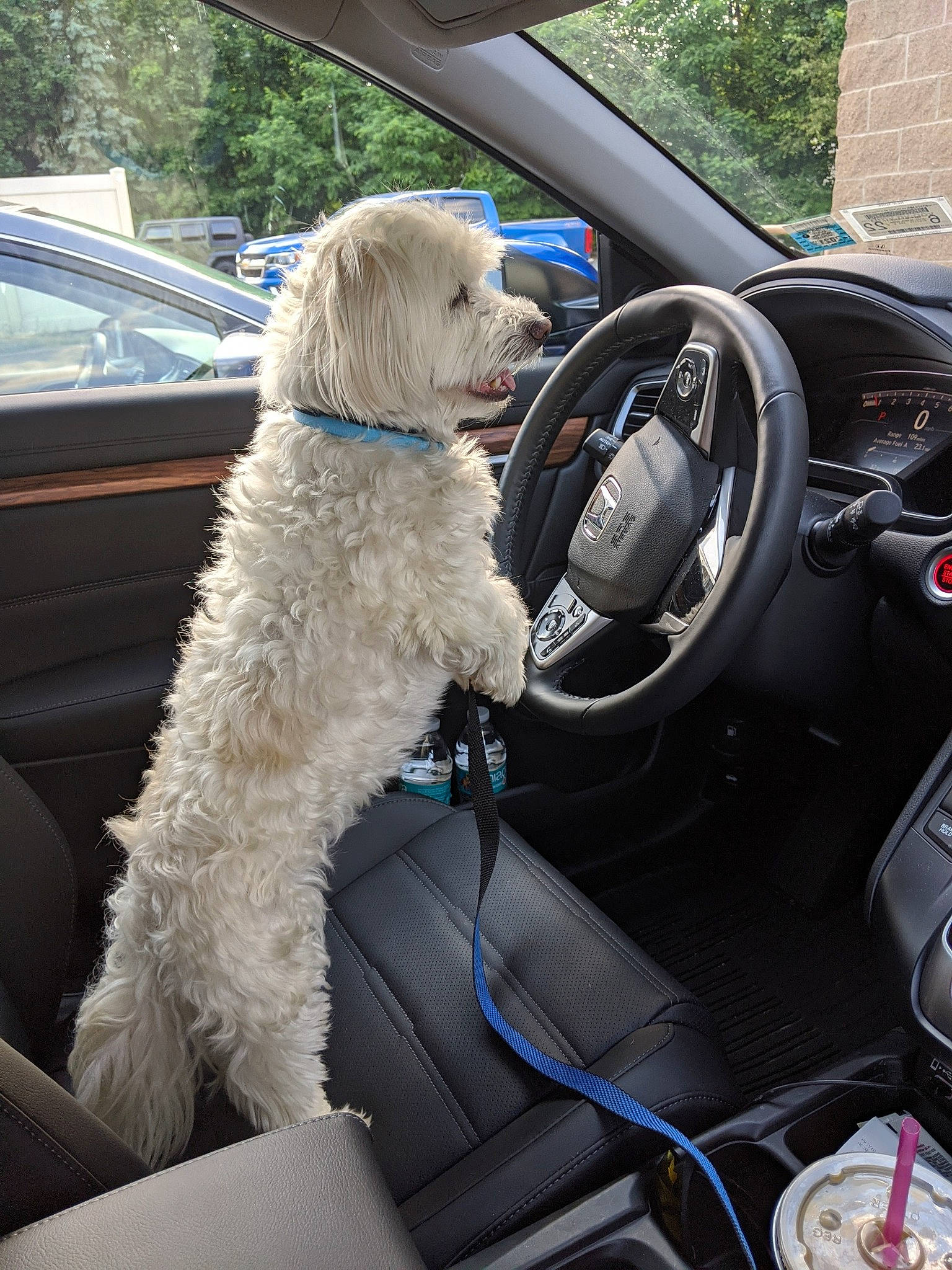 Lewis is registered to the contest to win money with this photo: automotive_design, automotive_exterior, automotive_mirror, car, car_seat, car_seat_cover, carnivore, center_console, companion_dog, dog, dog_breed, gear_shift, land_vehicle, motor_vehicle, personal_luxury_car, speedometer, steering_part, steering_wheel, vehicle, vehicle_door