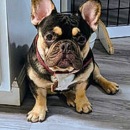 Toby is registered to the contest to win money with this photo: animal, black, brown, collar, corner, curious, cute, dog, ears, floor, french_bulldog, house, indoor, looking, pet, puppy, sitting, white, wooden_floor, young