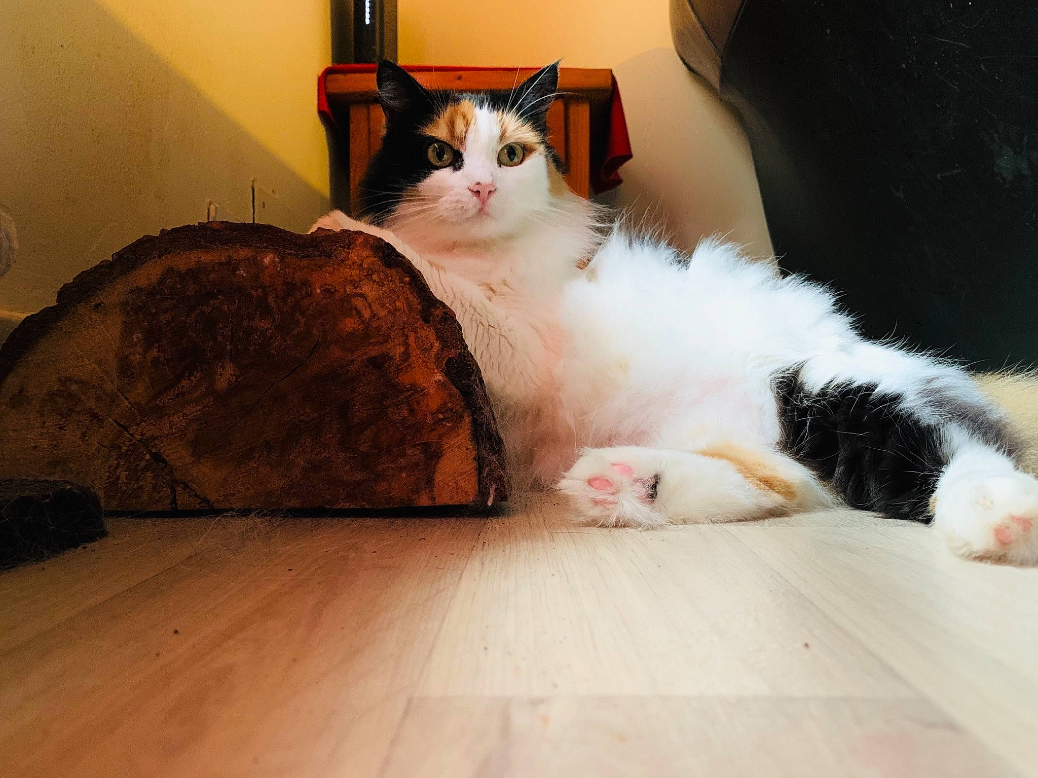 Tarha a rejoint le concours — aidez-le/la à gagner de superbes lots ! carnivore, cat, comfort, companion_dog, domestic_short_haired_cat, fawn, felidae, floor, flooring, foot, fur, hardwood, human_leg, leg, paw, small_to_medium_sized_cats, snout, tail, whiskers, wood