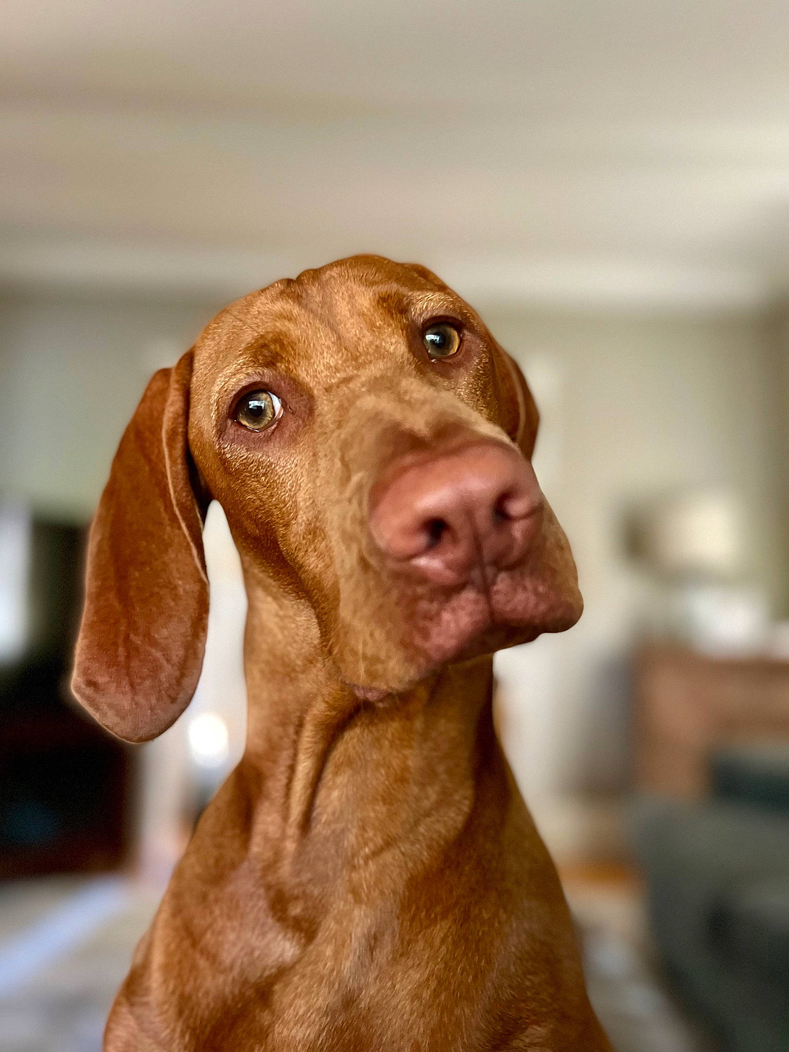 Lola is registered to the contest to win money with this photo: canidae, carnivore, companion_dog, dog, dog_breed, ear, fawn, gun_dog, hunting_dog, liver, pet_supply, snout, sporting_group, terrestrial_animal, whiskers, working_animal, wrinkle