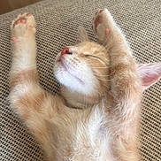 Kurt is registered to the contest to win money with this photo: animal, cat, cozy, cup, cute, ears, fabric, fluffy, furniture, indoor, kitten, nap, orange_fur, paws_up, pet, relaxed, sleeping, table, texture, whiskers