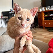Kurt a rejoint le concours — aidez-le/la à gagner de superbes lots ! animal, blue_eyes, bracelet, cat, close_up, couch, cute, domestic, floor, fur, hand, indoor, kitten, living_room, person, pet, soft_texture, warm_lighting, whiskers, wooden_furniture