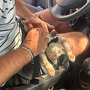 Kurt a rejoint le concours — aidez-le/la à gagner de superbes lots ! kitten, cat, pet, lap, person, hand, car_interior, steering_wheel, sunlight, relaxation, paws, sleeping, casual_clothing, bracelet, seat, gear_shift, comfort, close_up, cute, domestic_animal