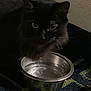 Naomi is registered to the contest to win money with this photo: cat, black_cat, pet, water_bowl, carpet, indoor, animal, feline, fur, eye, curious, metal, bowl, dark, shadow, quiet, still_life, close_up, domestic, resting