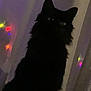 cat, black_cat, pet, animal, indoor, night, dark, silhouette, feline, fur, ears, eyes, mystery, shadow, quiet, curtain, window, colorful_lights, blur, cozy