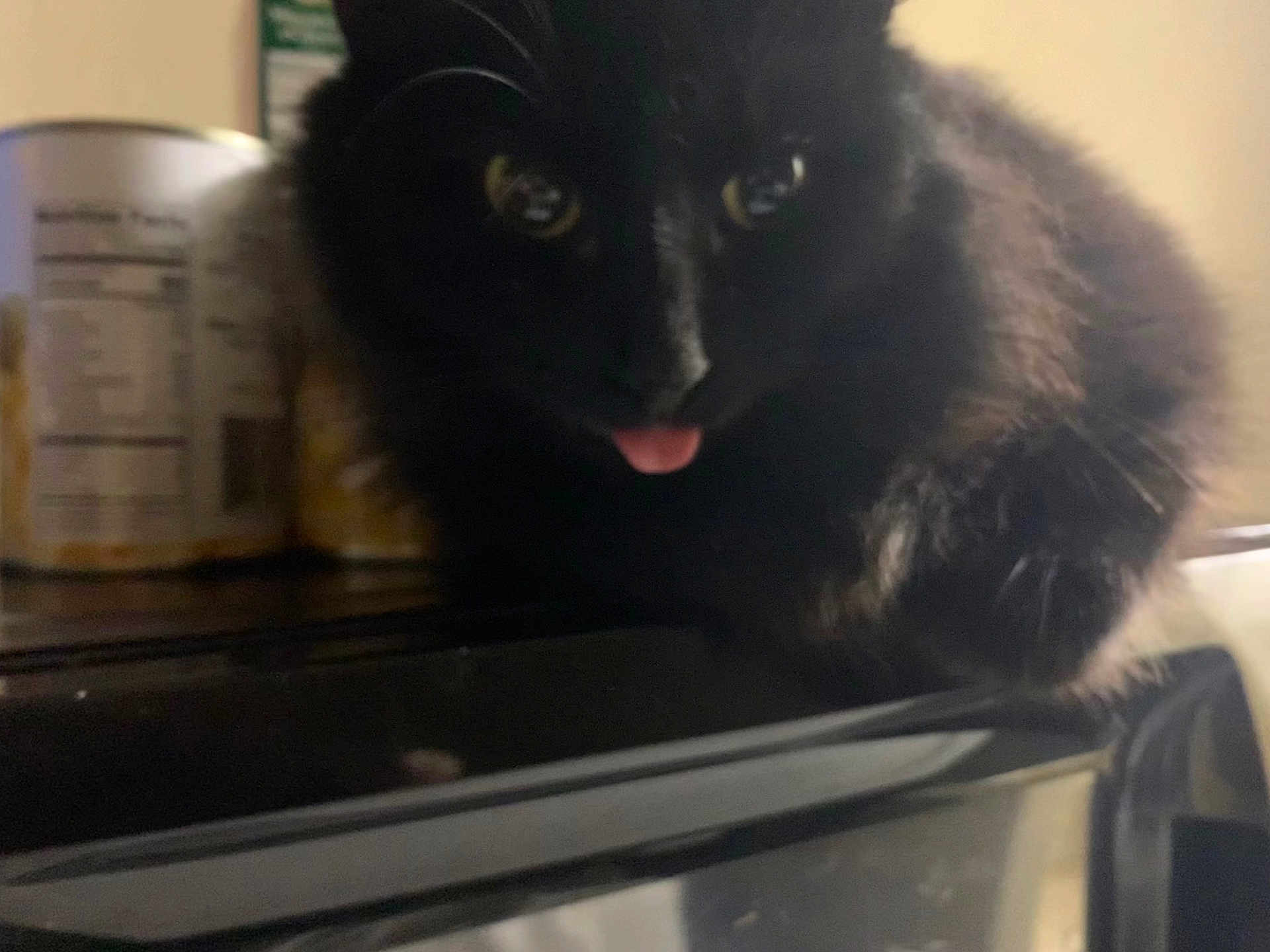 Naomi joined the competition — help win amazing prizes! cat, black_cat, tongue_out, furry, indoor, kitchen, cans, appliance, blurry, closeup, pet, animal, fur, cute, domestic, mammal, whiskers, face, eyes, soft